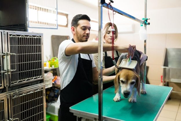 Tutores dando banho e escovando um cão em salão de banho e tosa