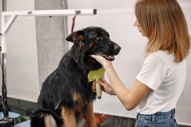 Cão de pelo escuro sendo escovado por profissional de banho e tosa