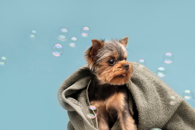 Yorkshire enrolado na toalha após o banho no pet shop
