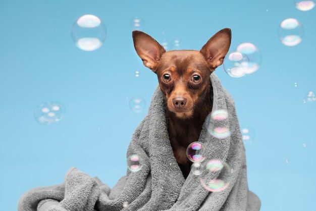 Cachorro pequeno envolto em toalha após o banho