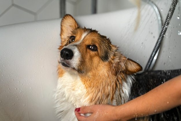 Corgi tomando banho com espuma no pet shop
