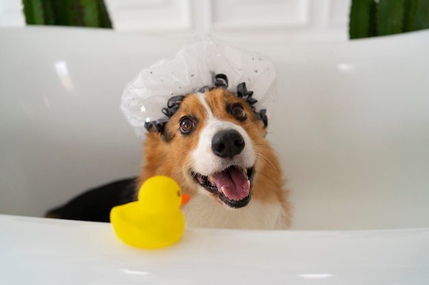 Cãozinho feliz na banheira com touca de banho