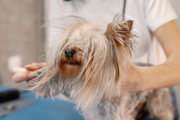 Yorkshire filhote sendo penteado no salão de banho e tosa