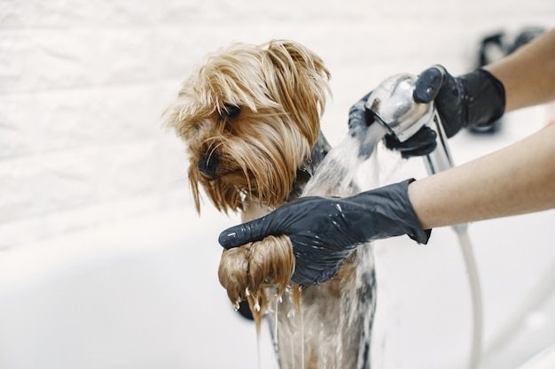 Cão recebendo ducha durante o banho no pet shop