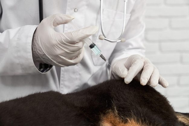 Veterinária aplicando vacina em cachorro