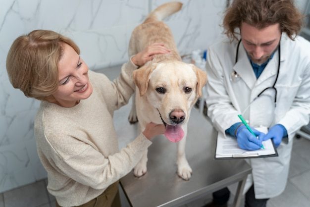Cachorro fofo em consulta no veterinário