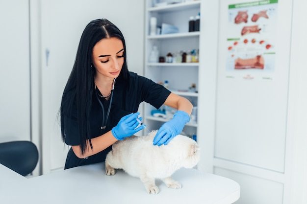 Veterinária aplicando vacina em gato cinza