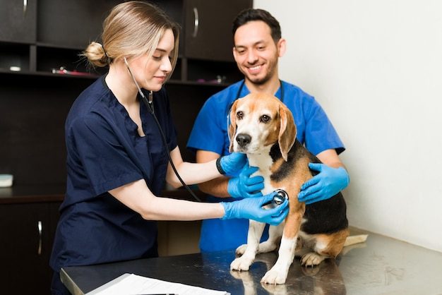 Veterinária examinando cão com estetoscópio na clínica