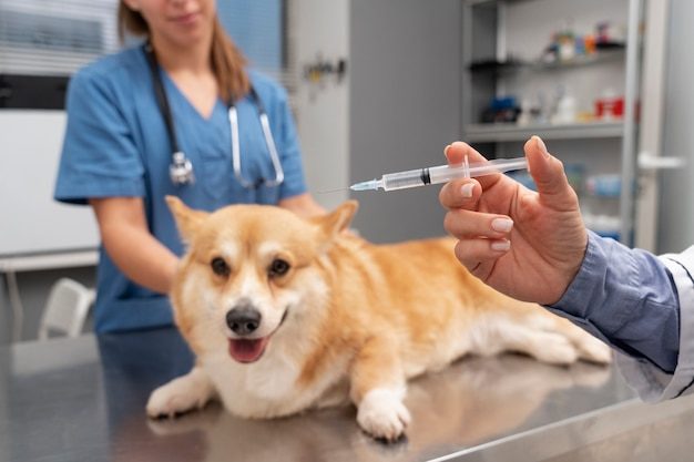 Veterinário cuidando de um cachorro na clínica