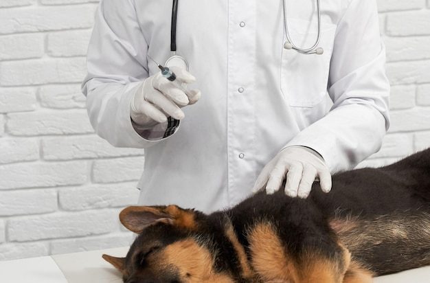 Cachorro deitado na mesa antes da vacinação na clínica veterinária