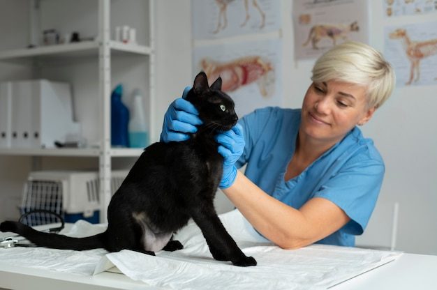 Veterinária cuidando de um gato com carinho