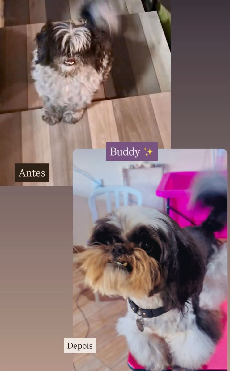 Cachorro após banho e tosa na Polly Pet Shop, no CIC em Curitiba