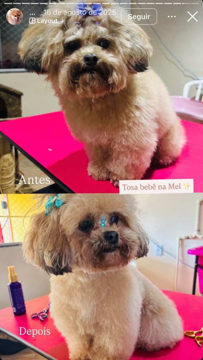 Shih tzu tosado e cheiroso no banho e tosa da Polly Pet Shop
