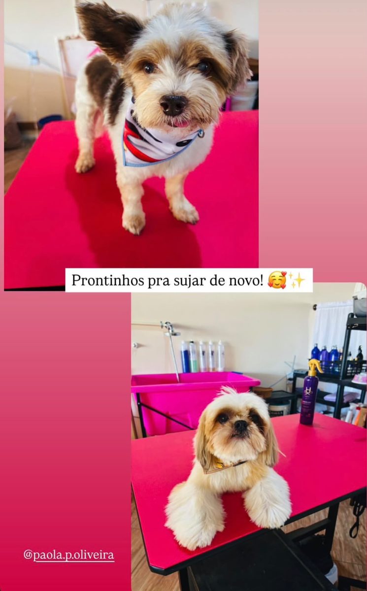 Pet limpinho depois do banho na Polly Pet Shop em Curitiba