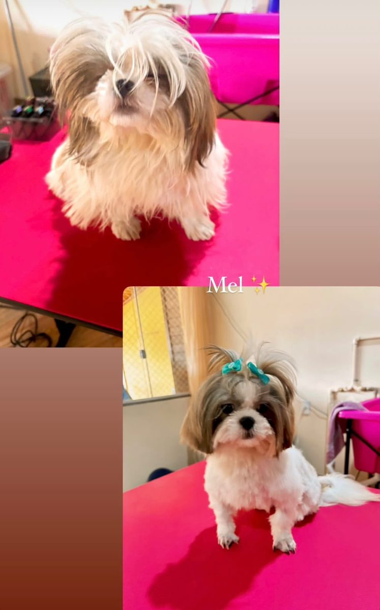 Cão de pelo longo penteado após tosa na Polly Pet Shop