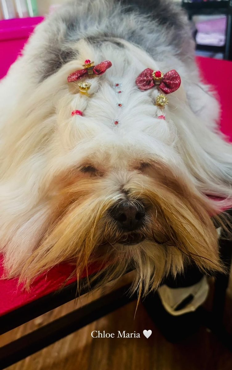Yorkshire com laço após tosa higiênica na Polly Pet Shop