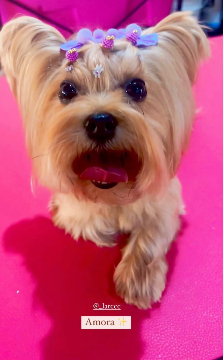 Cãozinho feliz na mesa de tosa rosa da Polly Pet Shop