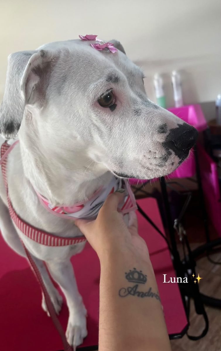 Cachorro de porte médio após banho e tosa em Curitiba