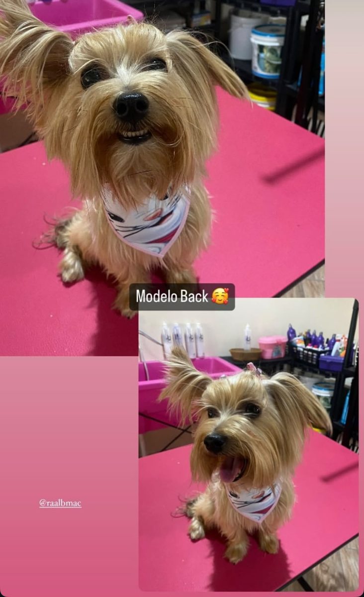Pet sorridente depois do banho na Polly Pet Shop, CIC