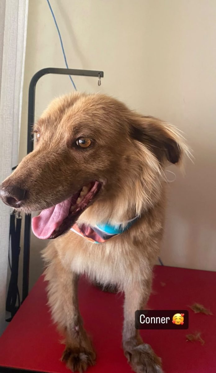 Cão com pelo bem escovado após tosa na tesoura