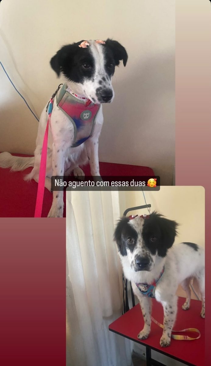 Cachorro pronto após banho e tosa completo na Polly Pet Shop
