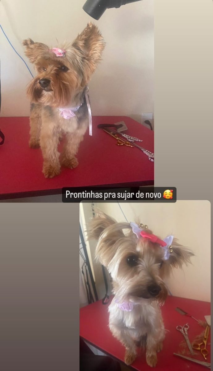Yorkshire tosado com acabamento caprichado em Curitiba