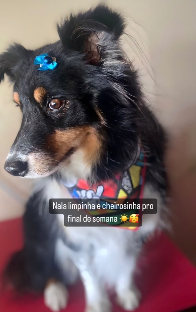 Cãozinho de pelo dourado após tosa higiênica