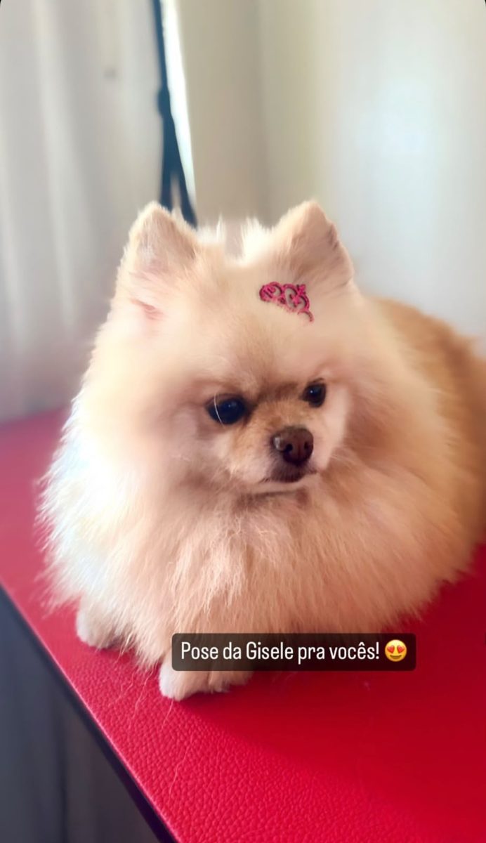 Pet cheiroso e feliz depois do banho na Polly Pet Shop