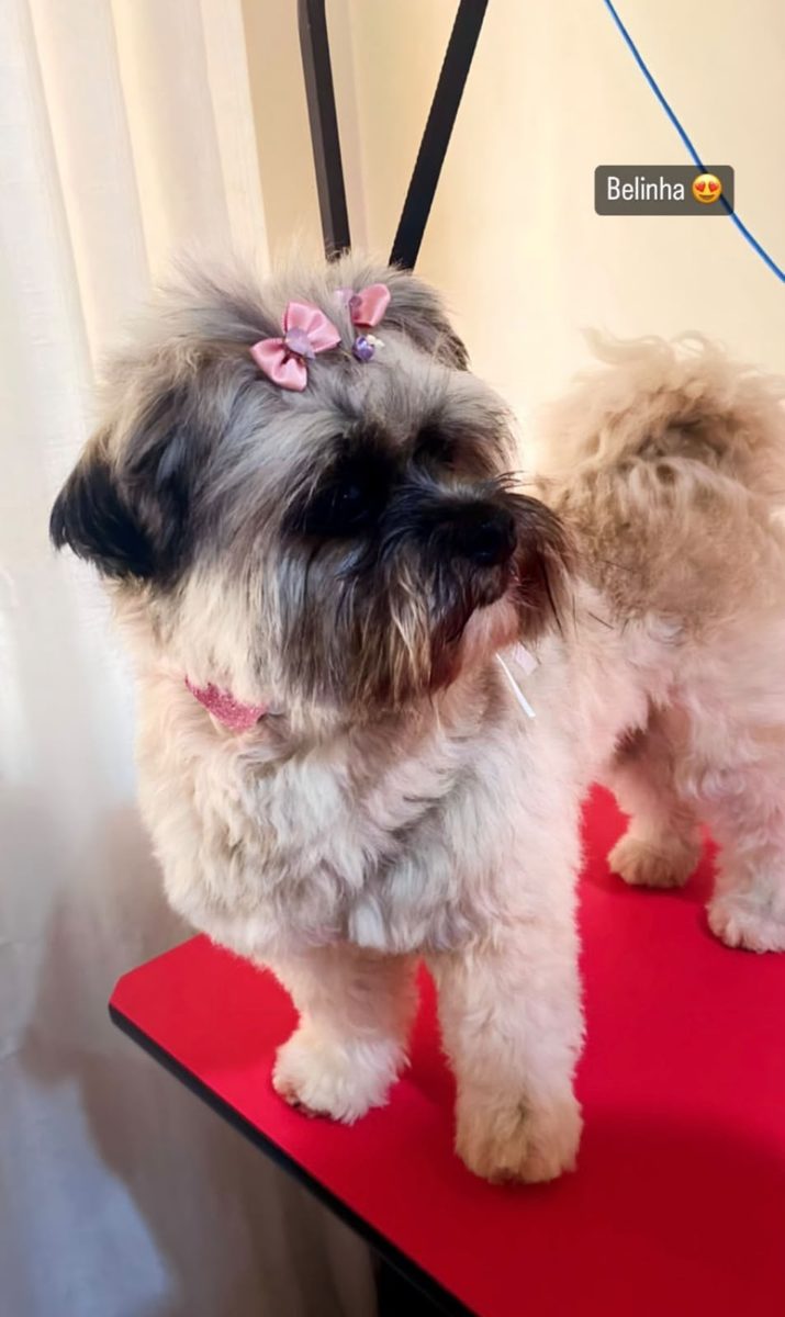 Shih tzu com laço após banho e tosa no CIC, Curitiba