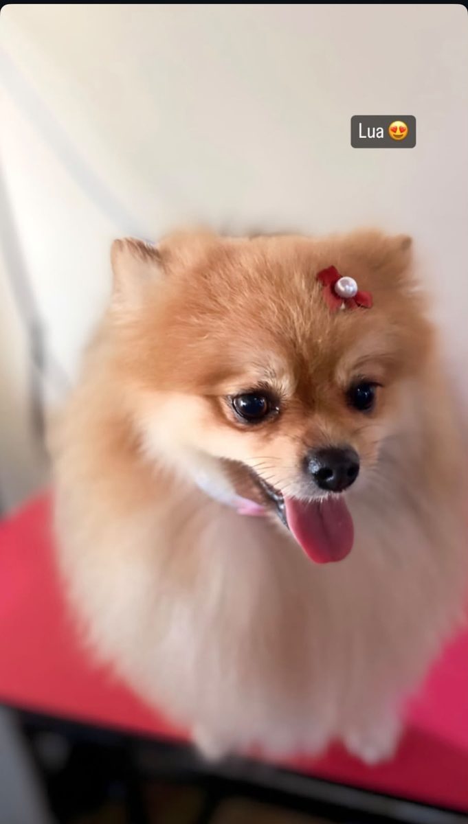 Spitz laranja fofinho após tosa na Polly Pet Shop