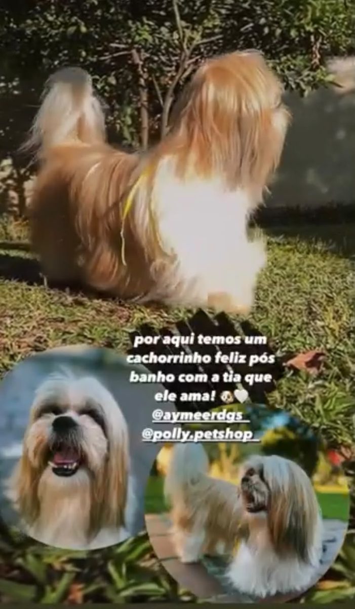 Cão brincando no gramado depois do banho e tosa