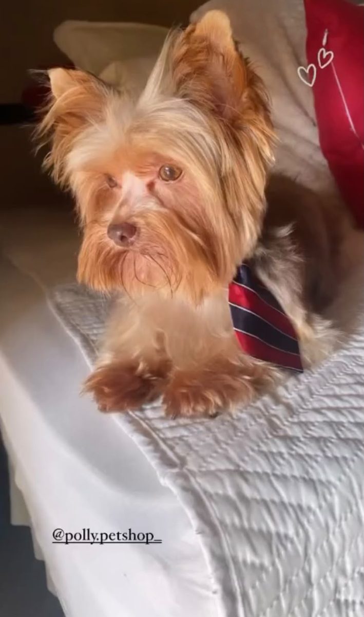 Yorkshire deitado após tosa completa na Polly Pet Shop