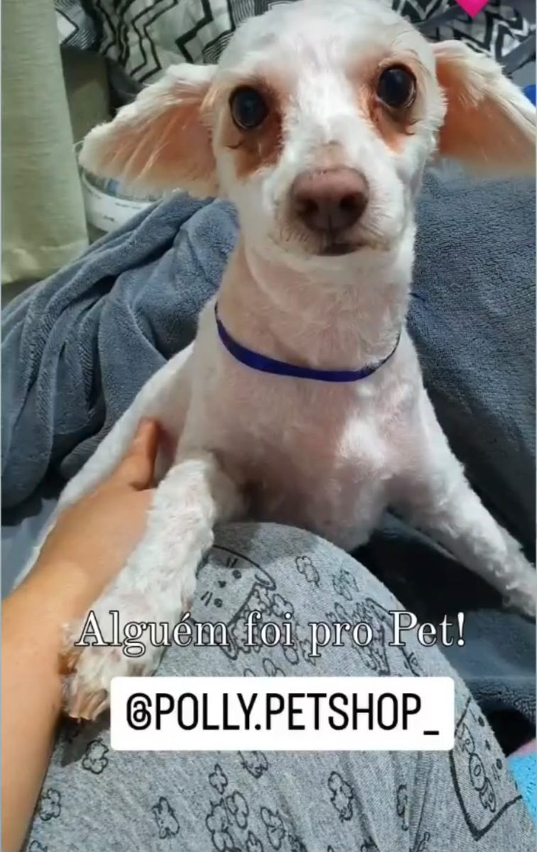 Poodle branco após banho na Polly Pet Shop em Curitiba