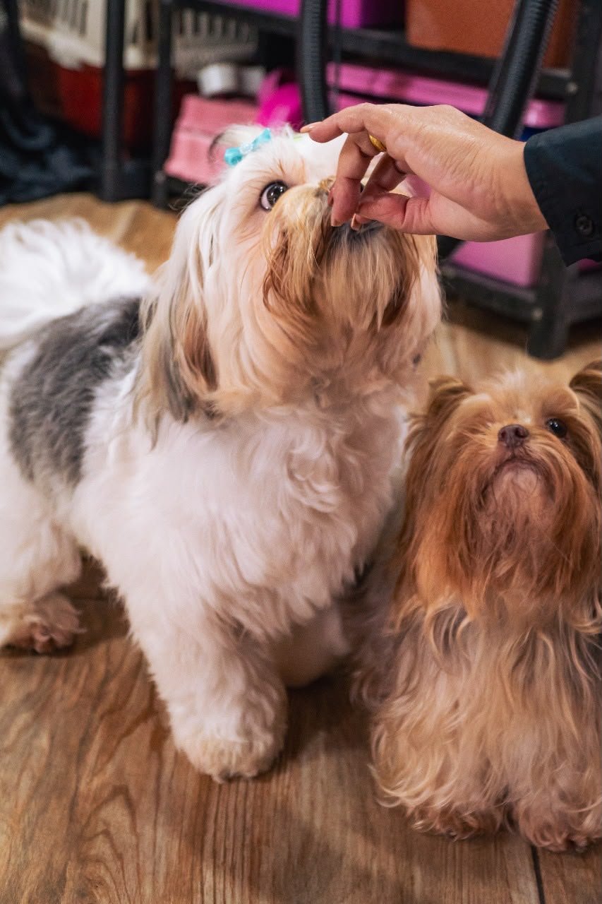 Dois cães fofos recebendo petisco na Polly Pet Shop, no CIC em Curitiba